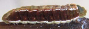 Larvae